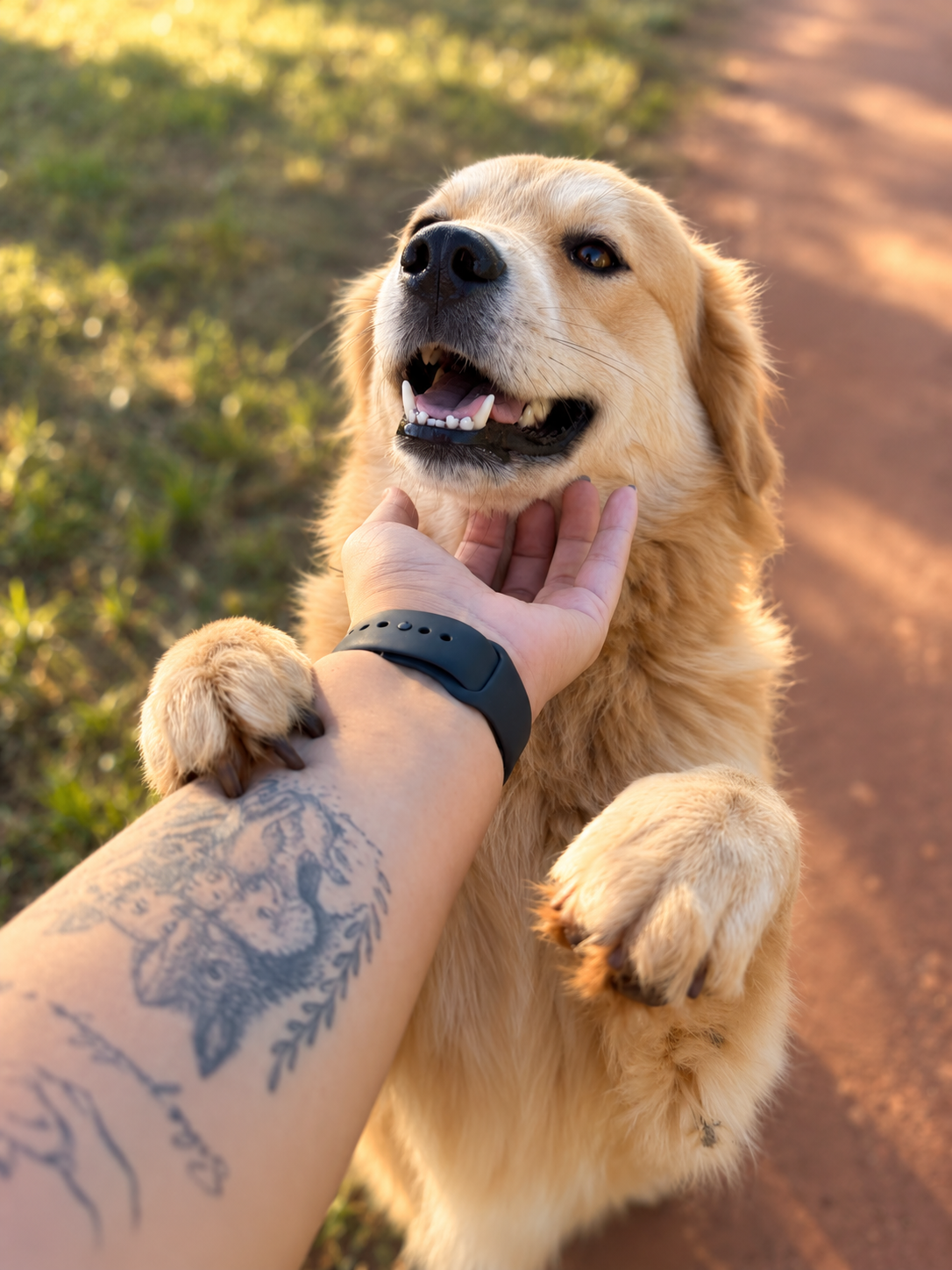 Cão e gato, cuidados pela clínica